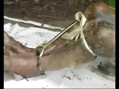 Bound and Executed Gang Member is a Feast for a Colony of Maggots 