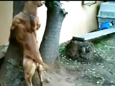 VERY COOL: The Most Jacked K9 on the Planet