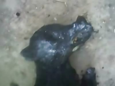 SAD: Assholes Burned a Dog .... Hope They Burn in Hell