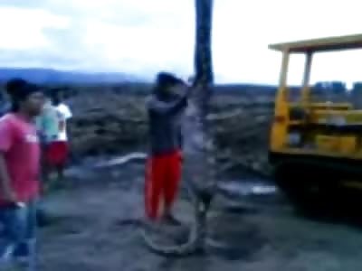 Giant Snake had a Better Lunch then the Guys that Killed It 