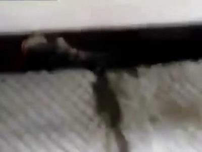 Subway Suicide: Man cut into Multiple Pieces is Picked up Piece by Piece in the Middle of the Day 