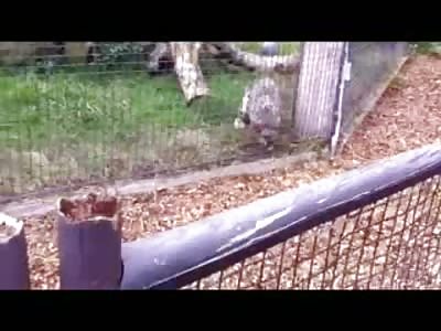 Little Boy at the Zoo learns how Nature Works up close and Personal