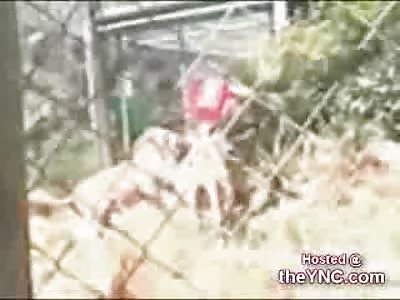 Poor Family Watches Lions Kill Their Father