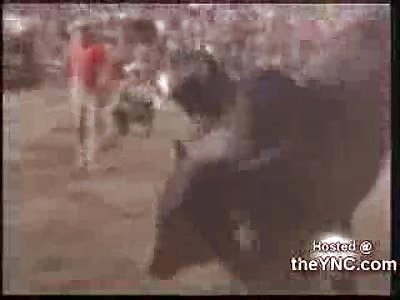 Hunchback Bull Goes Crazy