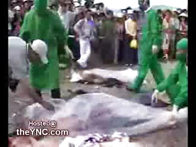 Clean Up of a horrific Accident