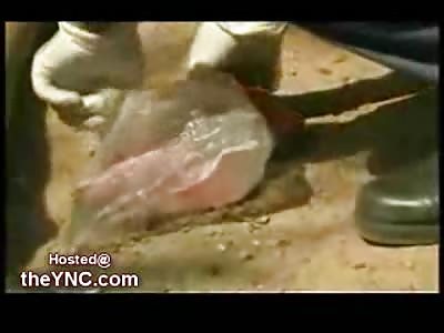 Mexican Drug Dealer has his Brain shot out of his Head