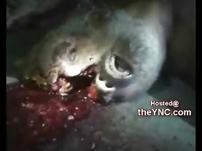 Split Head Suicide from Apartment Balcony