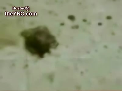 Man Blows his Brains out with Shotgun Shelled Pistol