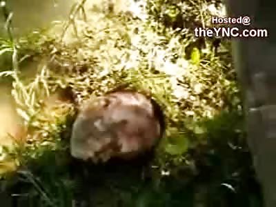 Uzbeck Farmer Gags over a Rotting Head he Finds by the Water