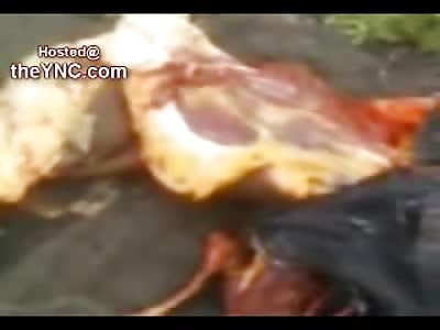 Female Twisted in Half and Limbs Ripped Off....Boyfriend Killed Up Close Footage (Video is Very Graphic)