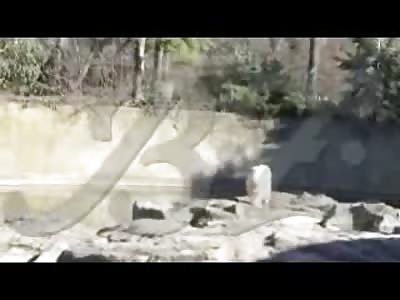 Amateur Footage of Famous Polar Bear Knut Dying in front of 600 People