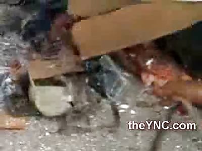 Everyone in the Minivan was Ejected...Some Still Alive