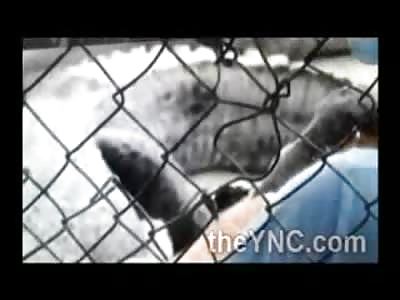 Alligator Owns Cocky Trainer Mangles His Hand  