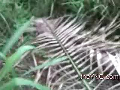 Perfectly Headless Man found among the Brush