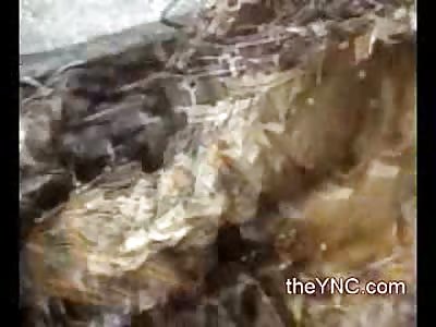 Guys night Out Ends in Horrific Entagled Carnage in the Car