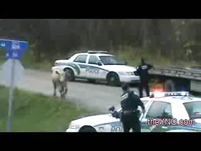 Is this Necessary? Police Shoot Cow Dead with 9mm Pistol