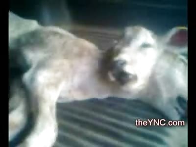 Hunter catches a Bizarre 2 Headed White Deer