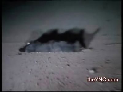 New Video of Dog refusing to leave his Female Companion Dead in the Street