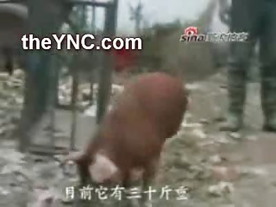 Two Legged Pig Doesn't Let His Affliction Get the Best of Him