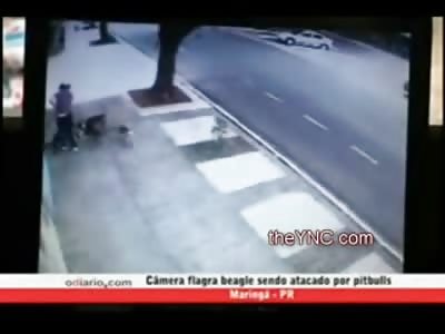 Woman walking her Cute Dogs get Attacked by 2 Pitbulls on a Public Sidewalk