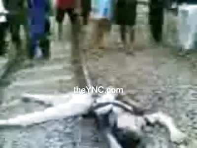 Wide Eyed Wanderer Split in Half by Train