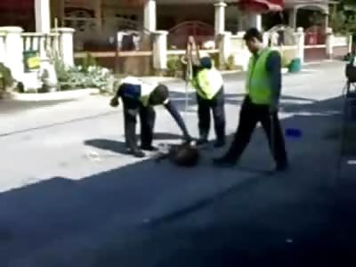 Wild and Angry Dog is Euthanized in the Street by Animal Paddy Wagon