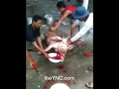 A Pig a Cage and a Bowl, Bizarre Draining of Pig Blood before a Feast