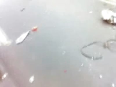 Entire Family Dead in Hardcore Head On with a Truck on the Freeway