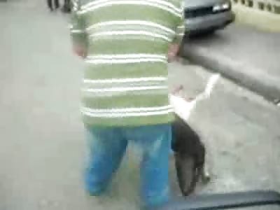 White Dog gets Tangled up with a Maniacal Black Pitbull