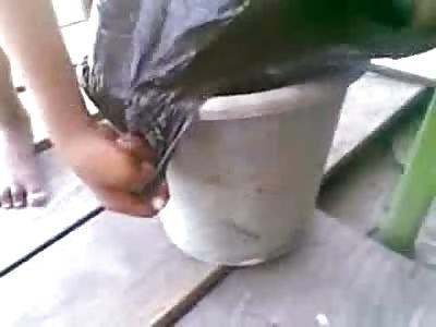 Kids and their Dad kill a Rat with Hot Pepper and Water