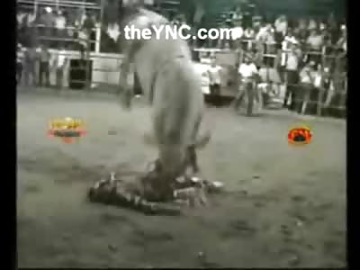 CRUNCH: Crazy Bull Crushes Mans Skull in Instant Death caught on Camera