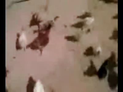 TERROR: Young Boy runs for his Life from Maniacal  Mob of Chickens