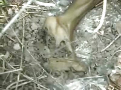 Homeless Woman Died alone in the Woods found Months later Decomposed and Unrecognizable 