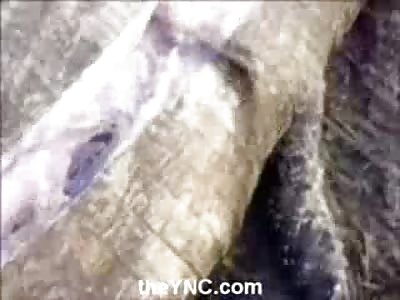 3 Men and a Crocodile..Group of Guys Open up a Croc with a Machete and Remove Body Parts...(Feet, Hands, and an Eyeball))