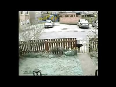 Asshole of a Dog is let onto Womans Yard and Kills her Cat