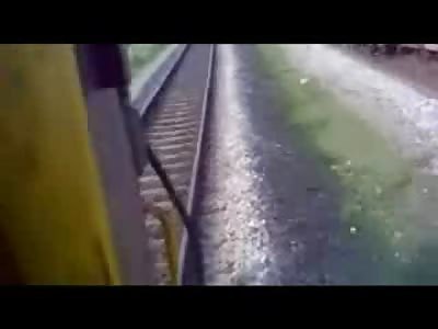 Little Cow Trampled to Death