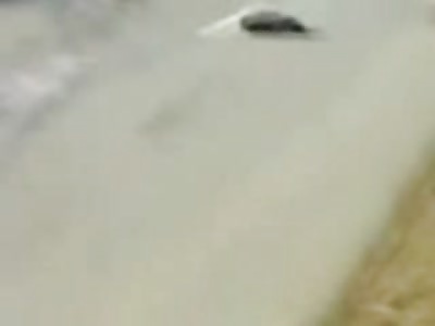 Gang of Bikers run over by a Transport Truck Pieces of Flesh all over the Road 