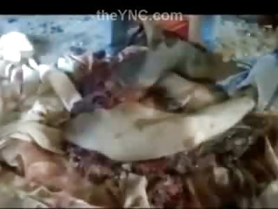 Picking up the Pieces of the Dead Bomb Victim is Gross as Fuck