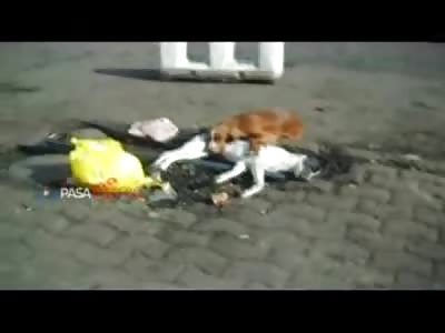 Crying Dog Mourns of his Deceased best Friend (NEW)