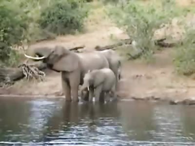 Crocodile bites Elephant