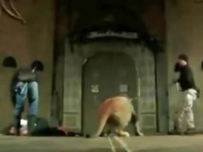 Awesome Lion Attacks Dumb Artist Trying to Make Some Stupid Art Film