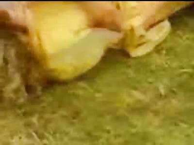 Wasted Couple Fuck on Ground During a Rave Concert