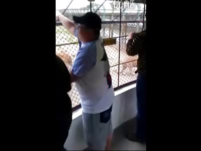 WOW: Chinese Zoo's you can Feed Live Chickens to the Tigers