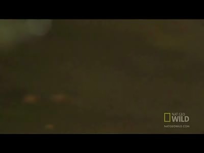 Amazing video of a Newt Lizard surviving Death from a Bullfrog