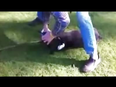 Totally Amazing Video of a Dog Dying of a Heart Attack only to be Revived back to Life by a Cool ass Dude