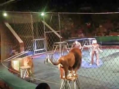 WELL its All Fun and Games until the Lions remind you that they ARE the King of the Jungle, not the King of the Circus