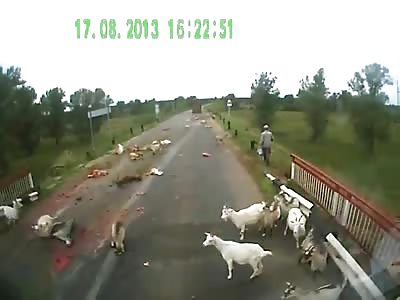 Geez Any Respect for the Animals???     Asshole