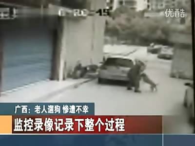 Crazed Pitbull Attacks and Mauls and Elderly man on the Street