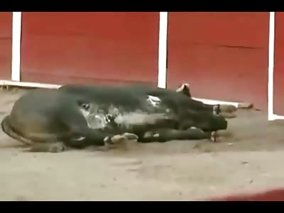 Bull Kills himself during Show...