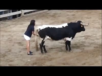Girl Looks Like She's Jerking this Bull off ...Is this some kind of a Practice at Rodeo's? 